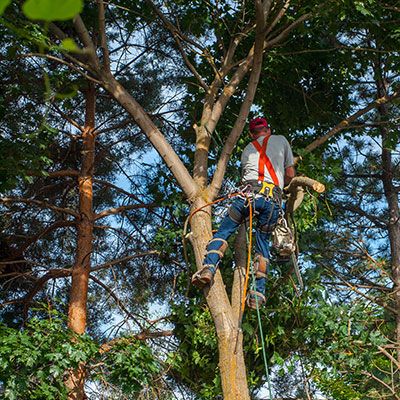 tree trimming kerrville texas