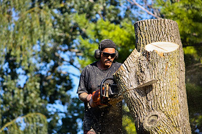 Tree Service Ingram, Texas
